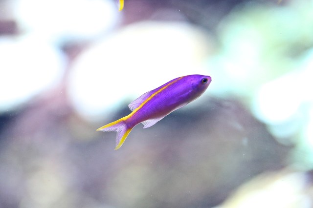 Purple Anthias (female) IMG_7268