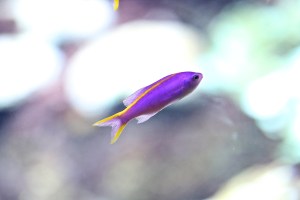 Purple Anthias (female)&nbsp;IMG_7268