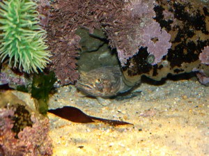 Humming Toadfish 2984289639_0f3b1556df_b