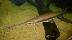 Longnose Gar 3079559158_8c3e7931ff_b