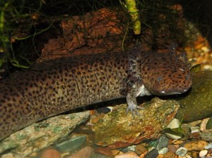 Lesser Siren 3273984118_c0a5f9f844_b