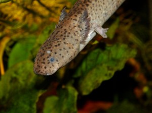 Lesser Siren 4311989994_40f3fbda9e_b