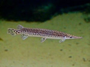 Spotted Gar  4515019385_e7aea751fb_b