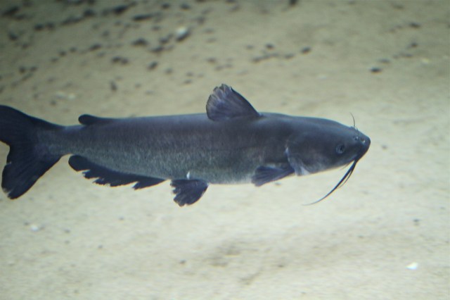 Channel Catfish 4814480548_07a4554eb4_b