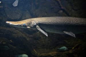 Alligator Gar 8362889461_f8706ce1f4_b