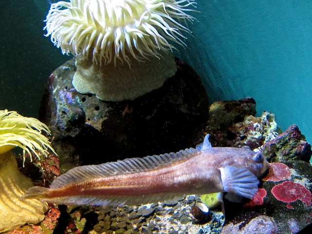 Humming Toadfish 8412481779_4cbf3f513b_b