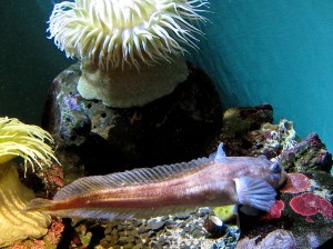 Humming Toadfish 8412481779_4cbf3f513b_b