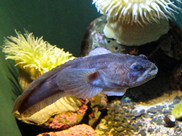 Humming Toadfish 8413703014_a4877b2eaa_o