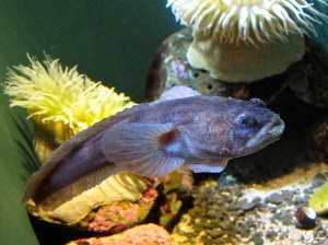 Humming Toadfish 8413703014_a4877b2eaa_o