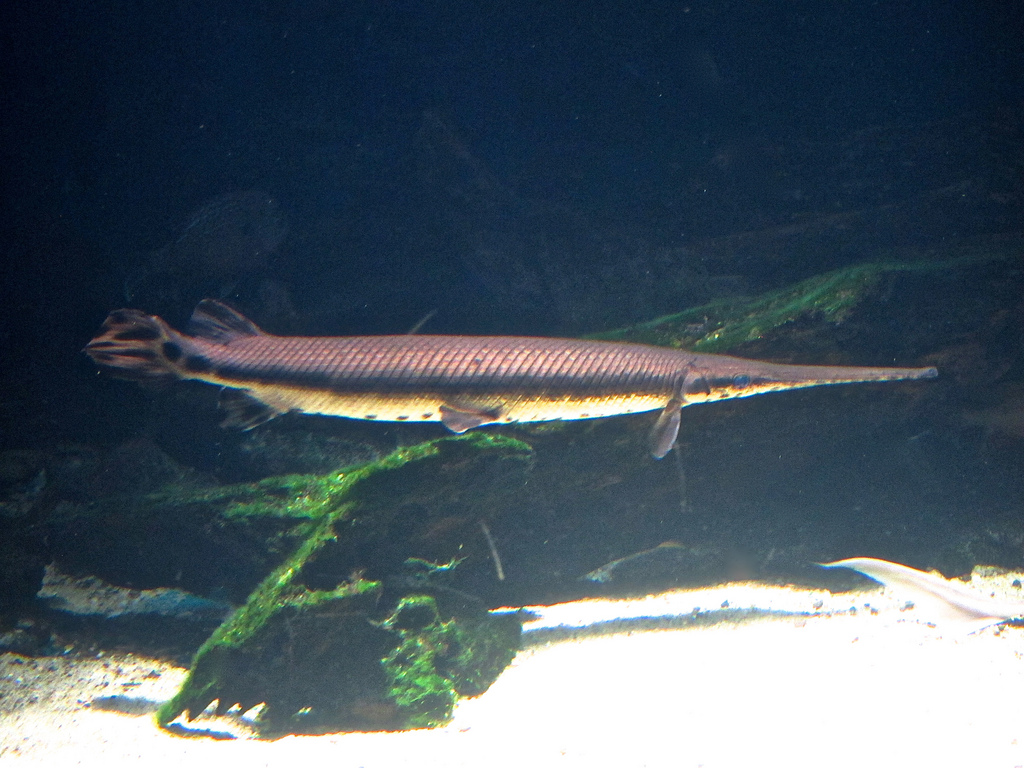 6-11-13 Longnose Gar from Ron's Freshwater Series | Ron's Critter