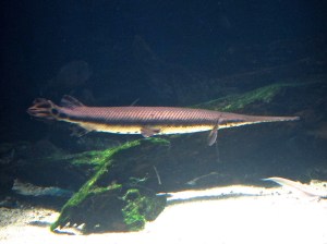 Longnose Gar 8703062067_f828b535c6_b