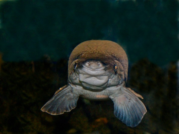 alligator garIMG_2863