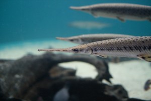 Spotted Gar IMG_1369
