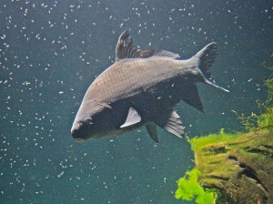 Smallmouth Buffalo Fish  Ictiobus bubalus (Catostomidae) (Suckers)IMG_2505