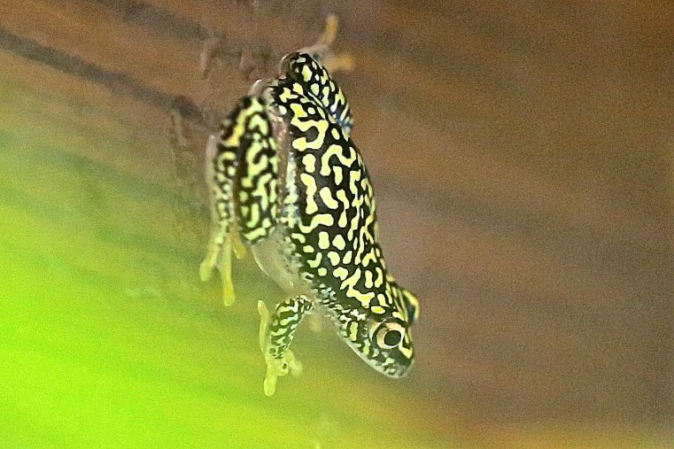 Starry Night Reed Frog IMG_7439