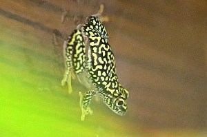Starry Night Reed Frog&nbsp;IMG_7439