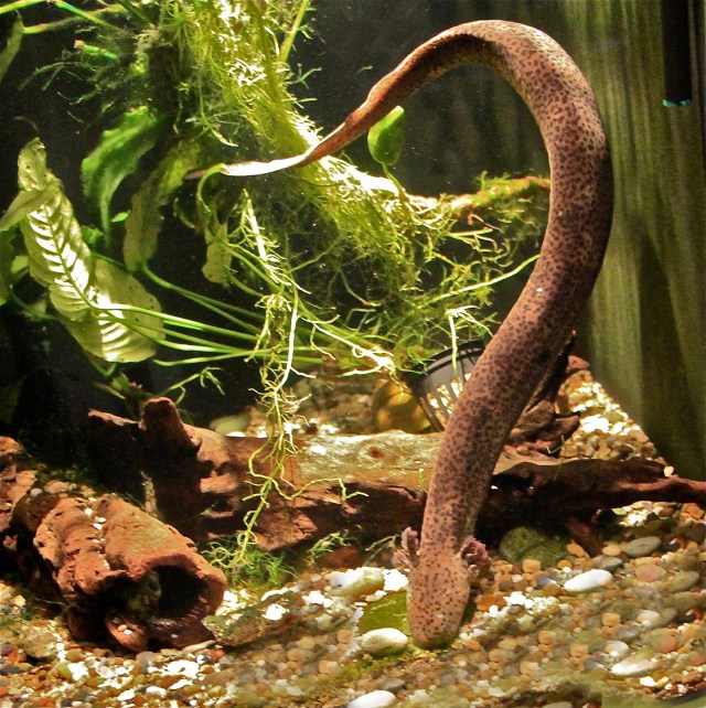 Lesser Siren aka Mud Siren Siren intermedia (Sirenidae)  IMG_3147