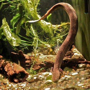 Lesser Siren aka Mud Siren Siren intermedia (Sirenidae)&nbsp;IMG_3147