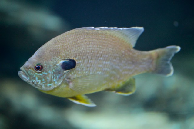 Sunfish description to append