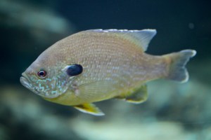 Sunfish description to&nbsp;append