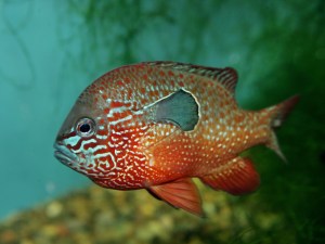 Sunfish description to&nbsp;append