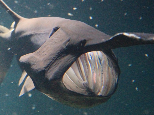 Mississippi paddlefish   (Polyodon spathula)  IMG_2499 - Version 2