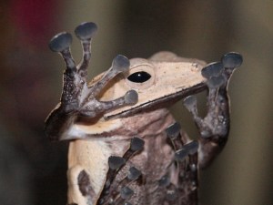 Reinwardt’s flying frog (Rhacophorus reinwardtii)&nbsp;MG_0098_2