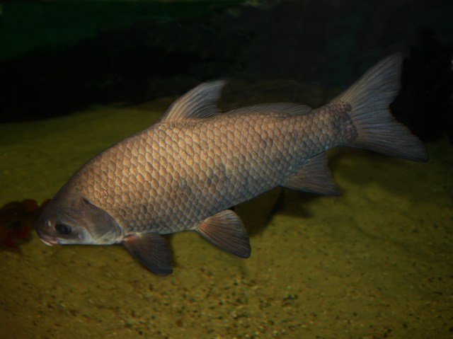 Smallmouth Buffalo Fish  Ictiobus bubalus (Catostomidae) (Suckers) 3000398478: