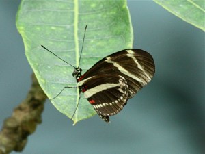 Zebra Longwing  2981085063_f432d58d2b_o