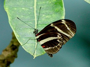 Zebra LongwingZebra Longwing 2981085063_f432d58d2b_o