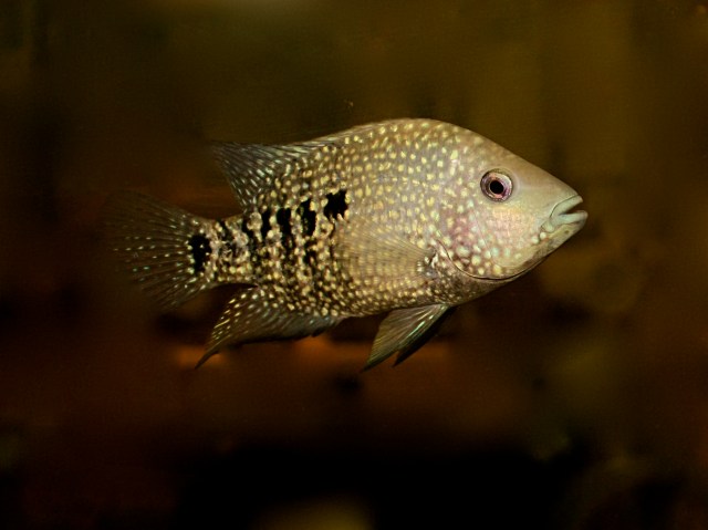 2999122499_4e5fd3ed0b_o