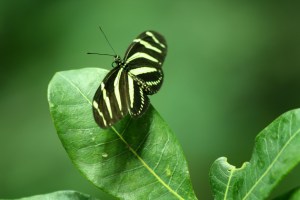 Zebra Longwing 3001506444_c542946e64_b