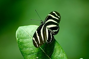 Zebra Longwing3001506444_c542946e64_b
