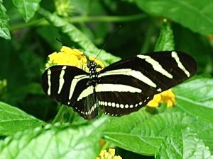 Zebra Longwing3117738668_73d650a7f5_o 2