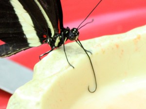 Postman butterfly 3128914991_1200b58be7_o