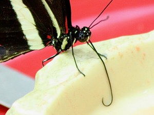 Zebra Longwing3128914991_1200b58be7_o