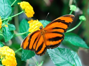 Dryadula phaetusa 3129818320_9e962aa397_b