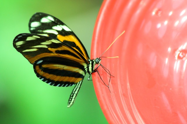 Isabella’s Longwing 3142838083_ea56d1fbc3_b