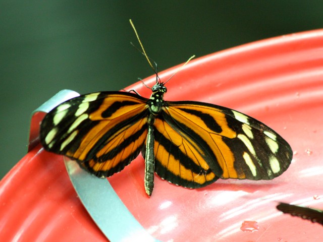 Isabella’s Longwing 3142851869_bae440d7fe_b