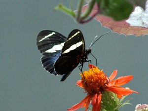 Sara Longwing  Heliconius sara 3142858049_b1047eaf55_o