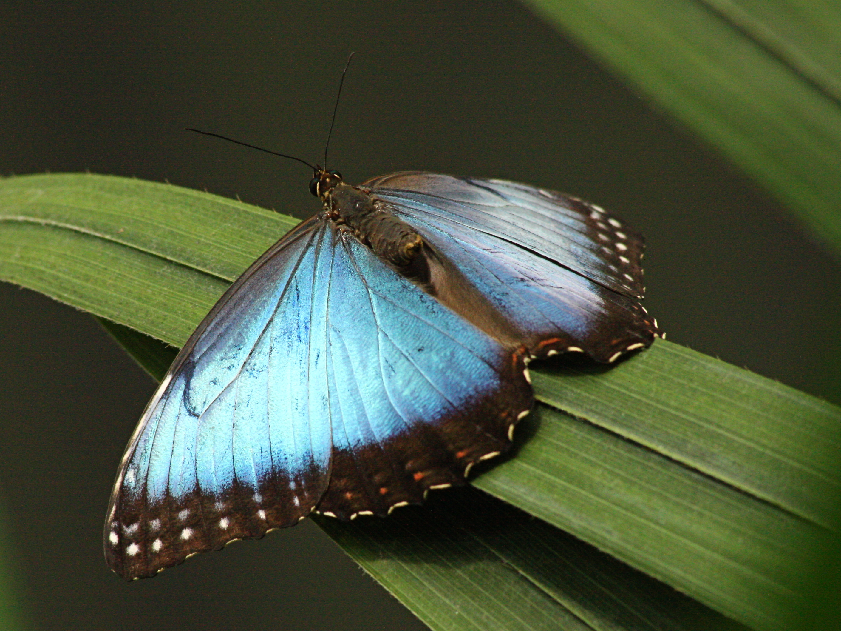 3-24-17 Blue Morpho from Ron's Rainforest Butterfly Series | Ron's Critter  of the Day, image size:2820x2114