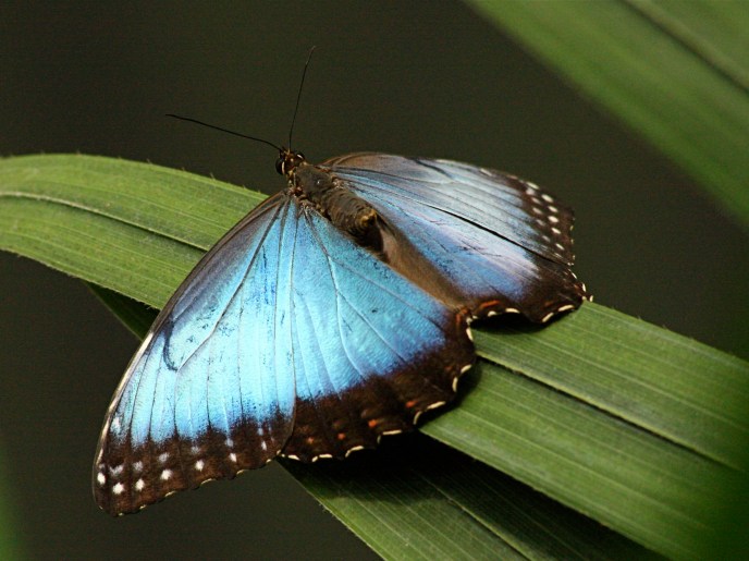 Blue Morpho 3175390675_70bdc9fe60_o