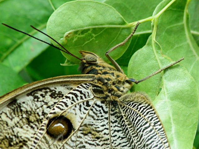 Giant Owl Butterfly 3175391673_2e6880dc85_b