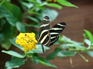 Zebra Longwing 3259463506_2ba84e2d9b_o