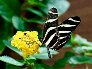 Zebra Longwing3259463506_6b220081ae_o 2