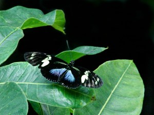 Doris Longwing (blue morph)  3267097210_300ac83016_o
