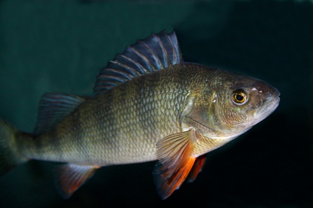 Yellow Perch 3270754327_18c03d6f85_b