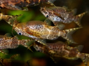 3273164265_85b71b9ef0_b