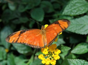 Julia Longwingbutterfly female 3779880432_9f39949f0e_b