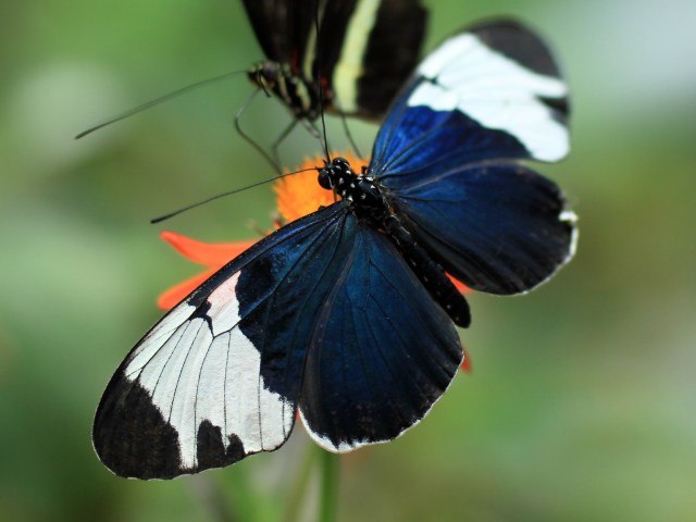 4427846137_e59fe66b98_o